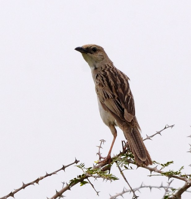 Bristled Grassbird